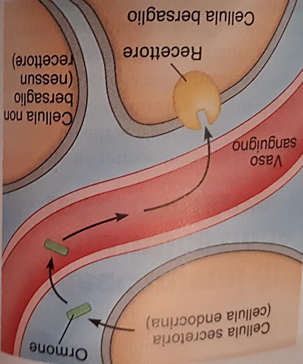 Ormoni Cellula endocrina Ormone Vengono rilasciati dalle ghiandole endocrine nel liquido interstiziale e da qui diffondono nel sangue.