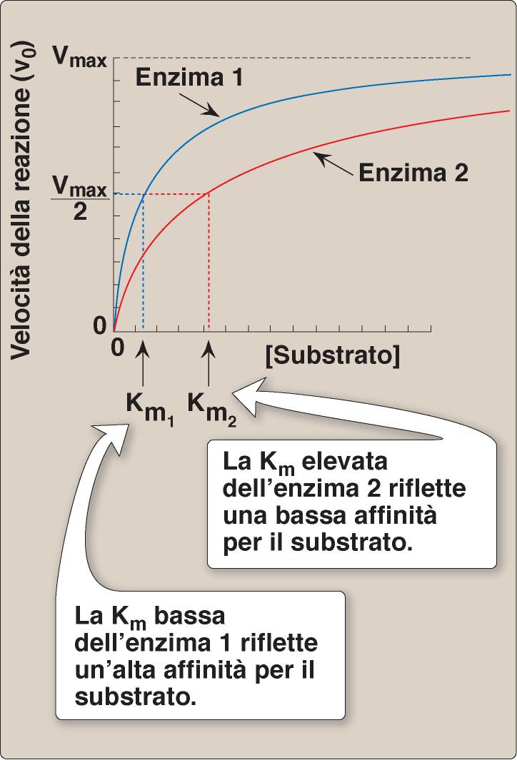 I PARAMETRI CINETICI POSSONO ESSERE