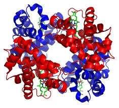 Emoglobina (Hb) Eterotetramero costituita da 4 diverse subunità: 2