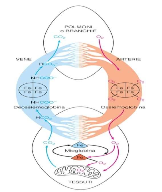 L Emoglobina trasporta l O 2 dai polmoni ai tessuti La Mioglobina lega l ossigeno rilasciato dall