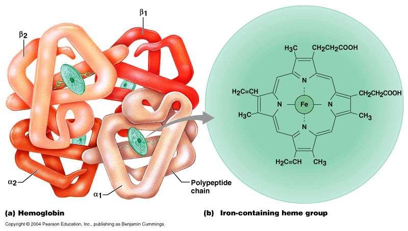 1. contenuta negli eritrociti Emoglobina (Hb) 2. trasporto di O 2 dai polmoni ai tessuti (legame reversibile) 3. trasporto reversibile di CO 2.