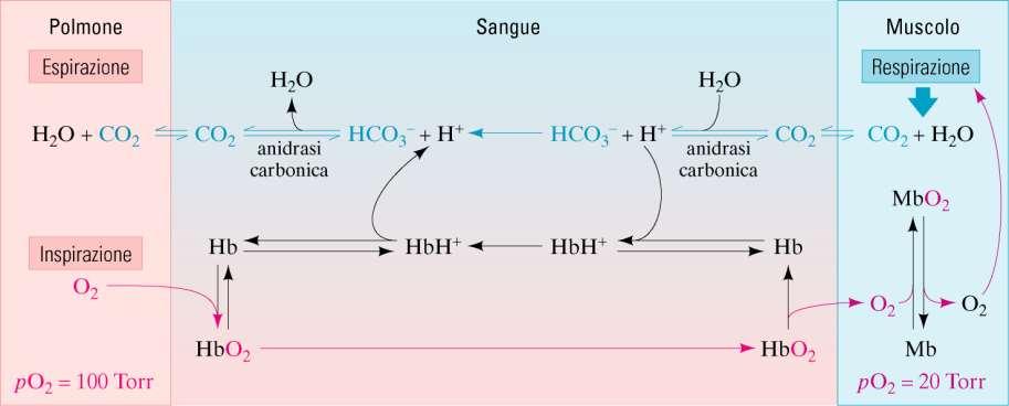 EFFETTO BOHR ph & pco 2 venoso arterioso Il legame di ioni H + induce l Hb a