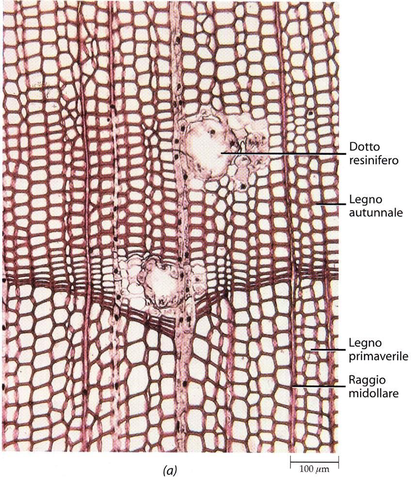 legno di Pino in sezione trasversale i dotti resiniferi si formano in seguito a traumi (ferite, pressioni, congelamento,