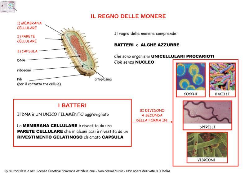 Piccole 1-2 micron Regno monere: Batteri e alghe