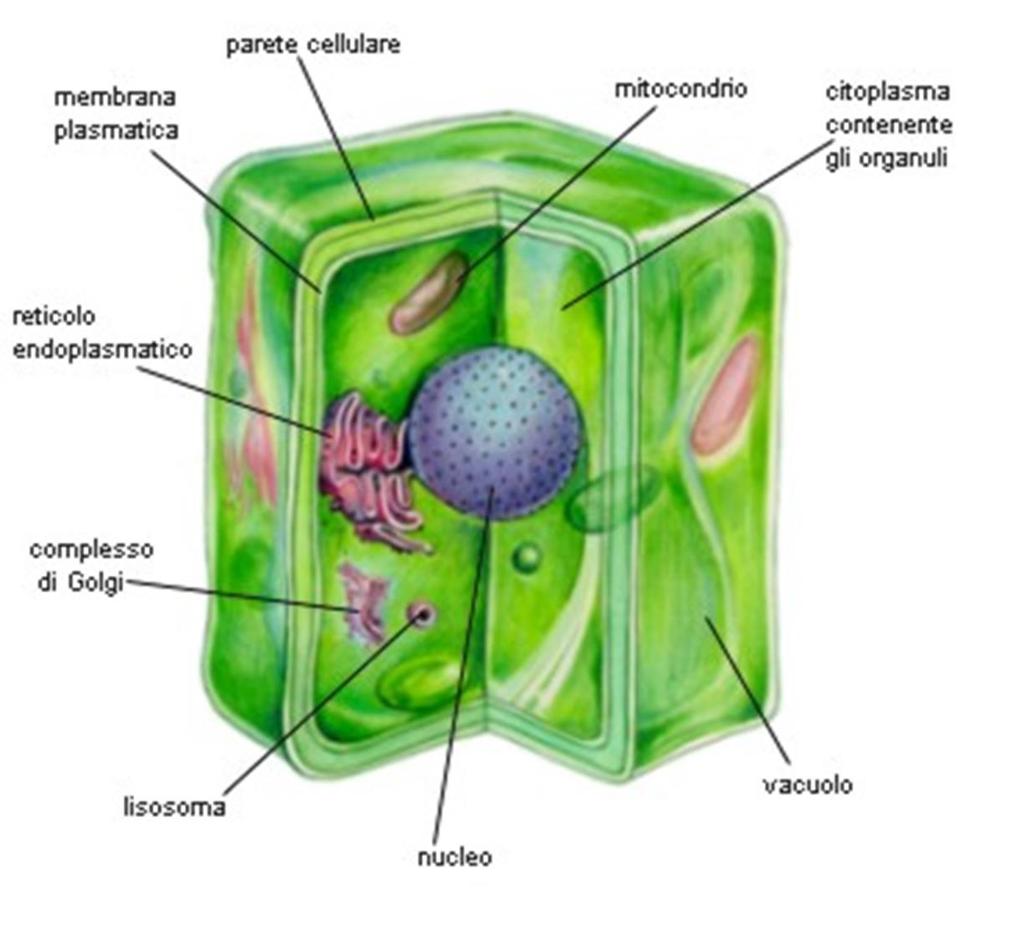 Esterna alla membrana Costruita dalla cellula dopo la divisione cellulare Costituita da