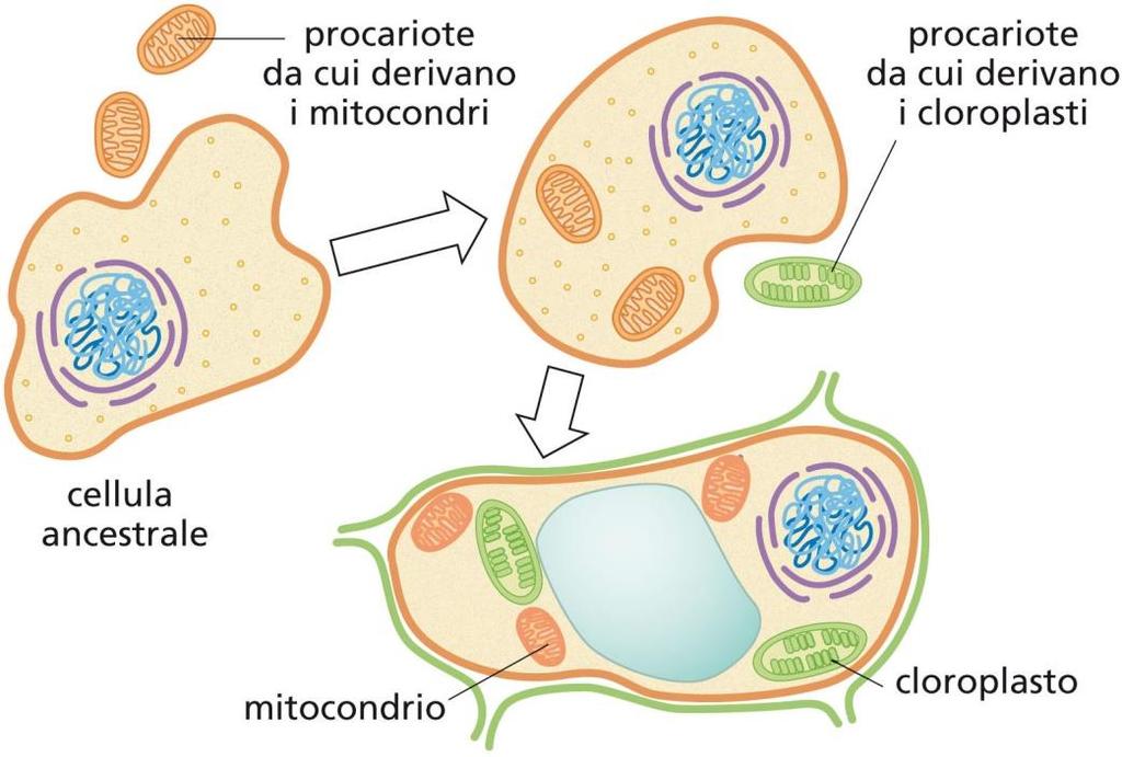 L origine dei mitocondri e dei cloroplasti: teoria endosimbiontica (L.