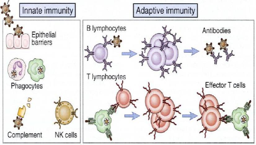 Sistema immunitario Il sistema immunitario contro il Cancro: un sistema