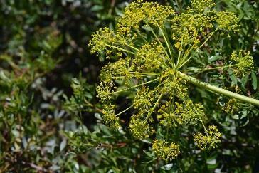 Finocchio (Foenicum Vulgare) Iperico (Hypericum perforatum) Pianta erbacea perenne, può raggiungere un altezza di 2m, cresce nelle regioni