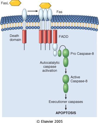 Legame di FASL al suo recettore Induzione di trimerizzazione Reclutamento di Fadd