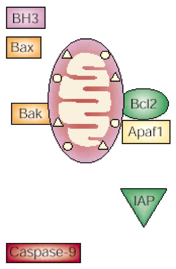 mitochondria-derived