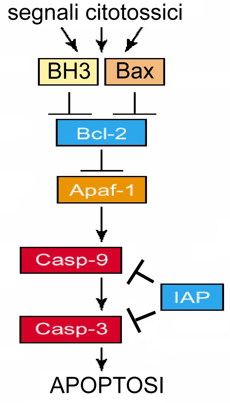 IAP-binding protein with low