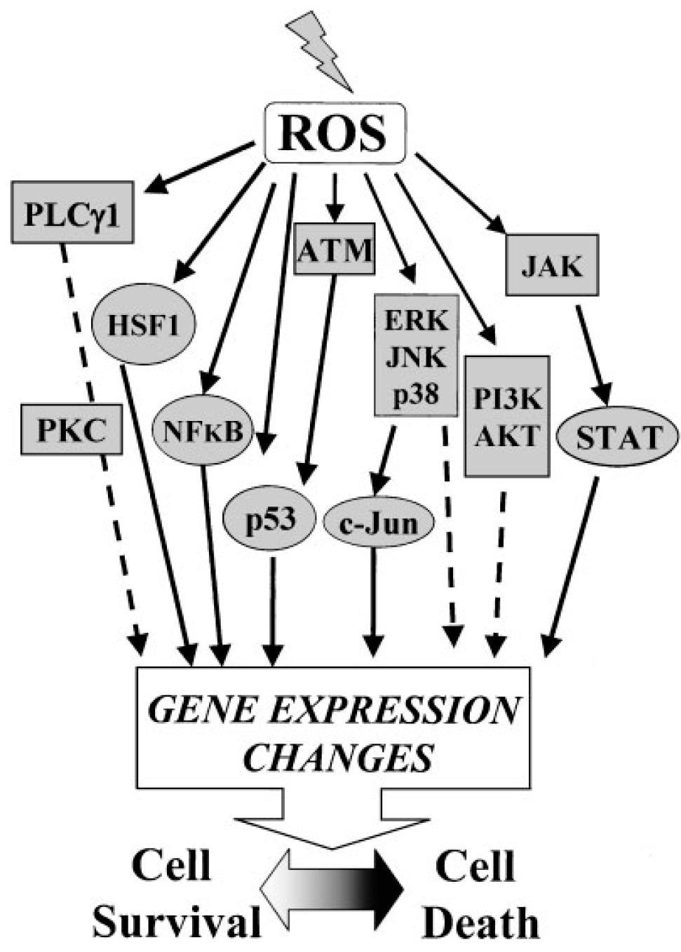 Lo stress ossidativo attiva numerose e importanti vie di trasduzione dei segnali ROS producono effetti diversi in base alla severità del danno, al tipo di cellula e alla durata dell esposizione.