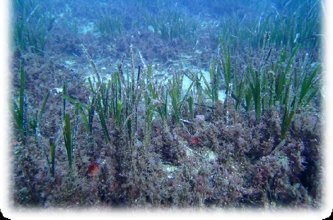 Posidonia oceanica* (habitat prioritario sensu Direttiva Habitat, 1992/43 /CEE) è una specie endemica del mar Mediterraneo e, per ampiezza di distribuzione e abbondanza, è la specie più importante