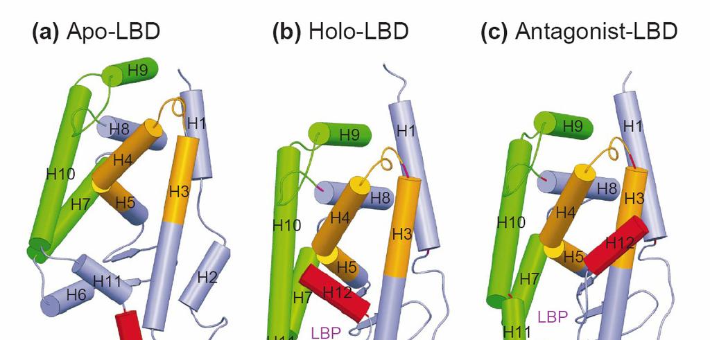 LIGAND BINDING DOMAIN La forma