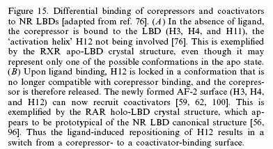 Corepressor