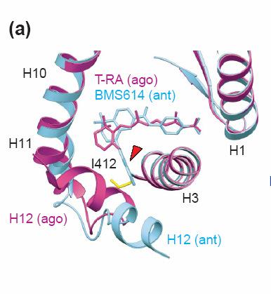Recettore: RARα L impedimento sterico tra I412 e gruppo sostituente dell antagonista fa si che H12 debba assumere una conformazione