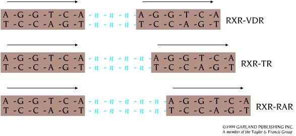 I recettori per gli steroidi si legano al DNA come omodimeri e riconoscono sequenze palindromiche (inverted repeat) I recettori per gli altri ormoni lipofili si legano al DNA come eterodimeri