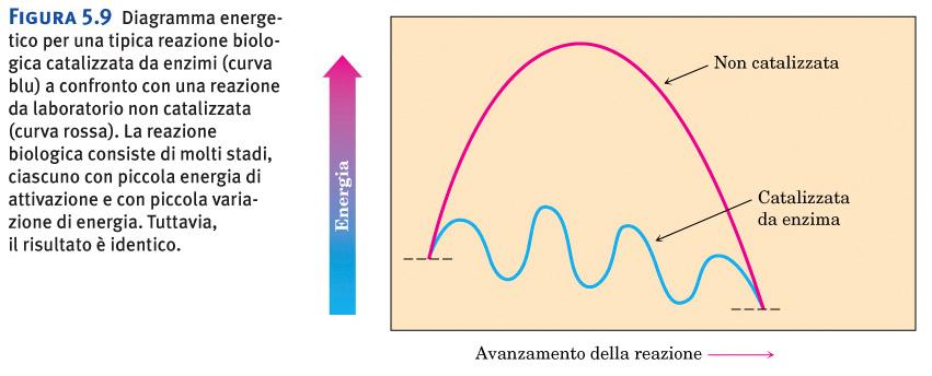 Per dati reagenti e prodotti (una reazione) il ΔG è definito, ma il cammino di reazione (numero di stadi,