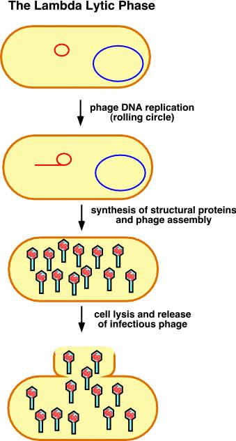 I Batteriofagi I batteriofagi si presentano come placche di lisi su popolazioni batteriche cresciute a confluenza