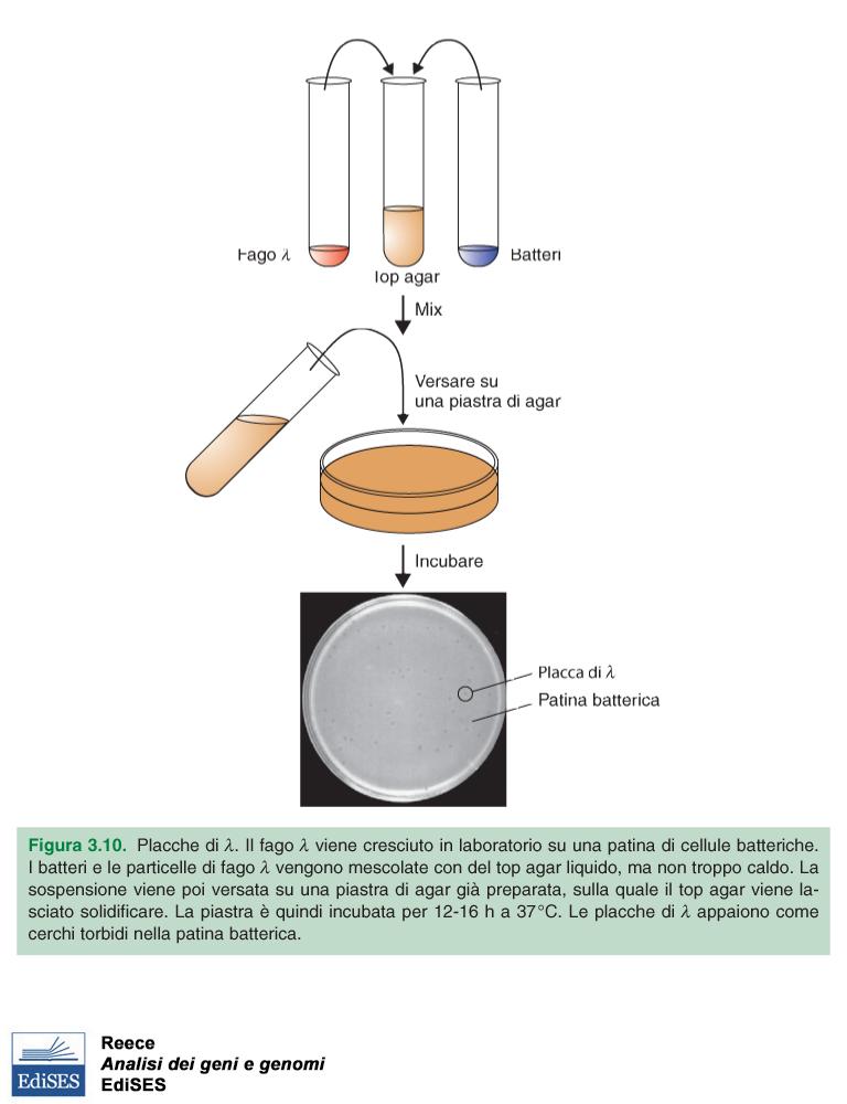 In laboratorio, la replicazione e la crescita del fago λ avviene in capsule Petri. Il fago viene mescolato con una coltura di E.