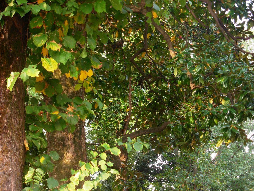 Taxus baccata Tilia argentea Ulmus pumila Occorre inoltre ricordare che il territorio comunale di Arese si distingue anche per una