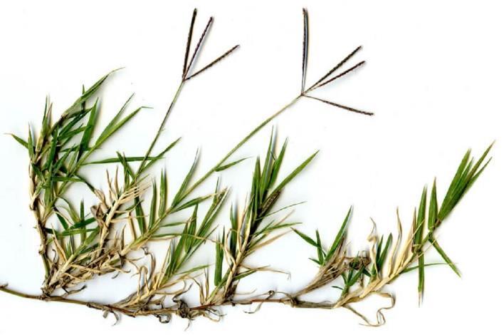 Hordeum vulgare