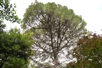 SCHEDA ANALISI ALBERO Sito d intervento Villa comunale Specie arborea Pinus pinea n pianta n 58 Classe C.P.C. Analisi in quota Diametro (cm) Data analisi luglio 0 ANALISI STRUMENTALE: valori rilevati