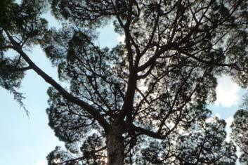 SCHEDA ANALISI ALBERO Sito d intervento Villa comunale Specie arborea Pinus pinea n pianta n 57 Classe C.P.C. Analisi in quota Diametro (cm) 9 Data analisi luglio 0 ANALISI STRUMENTALE: valori