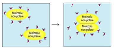 Interazione tra l acqua e molecole apolari All interno delle molecole non polari si instaurano interazioni