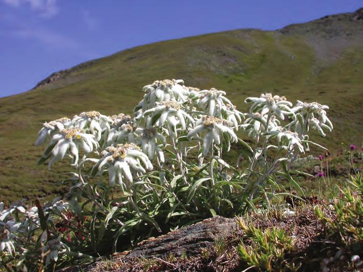 IT1110080 Stella alpina (Leontopodium alpinum). Nella pagina a fianco, panorama della Val Troncea.