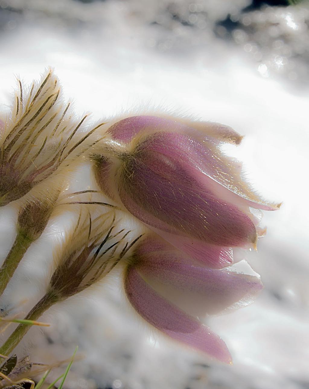 Nell ambito di Giroparchi, progetto volto alla creazione di un percorso di scoperta delle aree parco del Gran Paradiso e del Mont Avic, Fondation Grand Paradis propone al pubblico il pacchetto