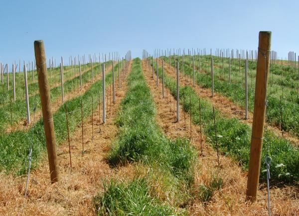 nonché sul comportamento vegeto-produttivo delle piante.