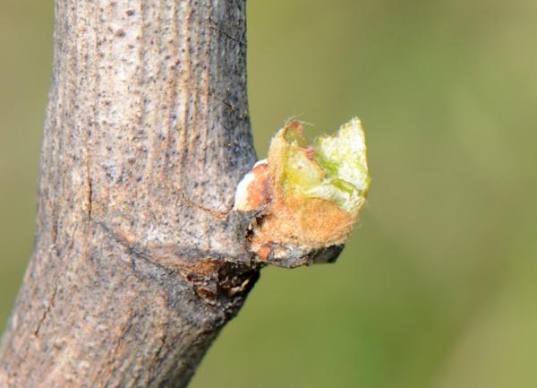 attività trofica notturna di Agrotis spp., Noctua fimbriata e Noctua pronuba (Nottua).