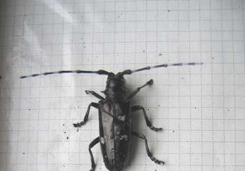 (Coleoptera Cerambycidae), nota con l appellativo anglosassone di Asian long-horned beetle, è un insetto esotico considerato organismo di quarantena per l Unione Europea, ai