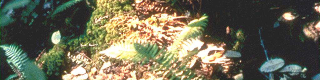 pteridofite (sporofito
