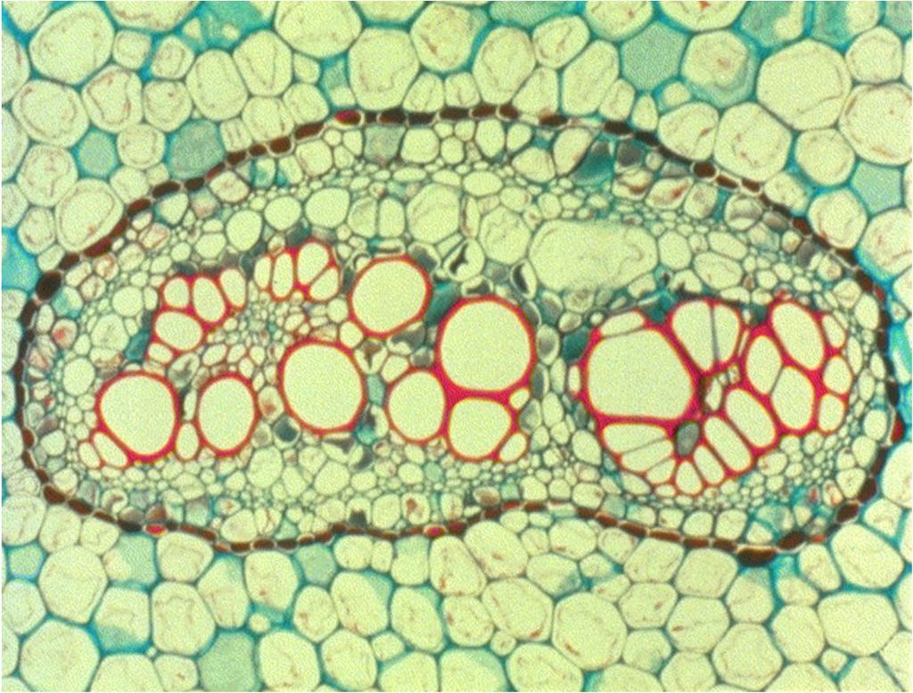 germoglio CORMOFITE