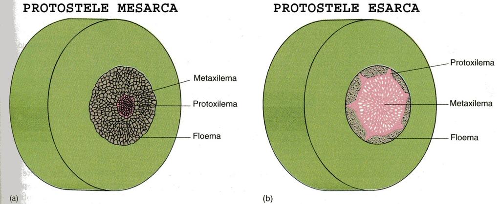 grandi e con cellule fertili interne circondate da più strati di cellule sterili. ISOSPOREE senza cioè micro- e macrospore.