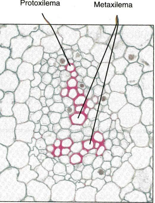 Simile a Rhynia con rizoma, fusti eretti ramificati dicotomicamente, protostele esarca; gli