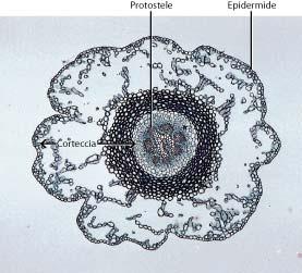 sotterraneo (protostele) -