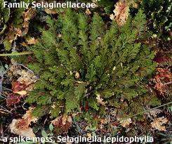 Selaginella, cosmopolita, soprattutto in zone tropicali.