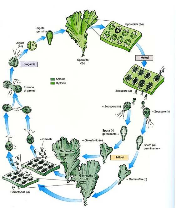 CICLO APLODIPLONTE alternanza di generazioni isomorfe Meiosi sporica in cellule diploidi dello sporofito.