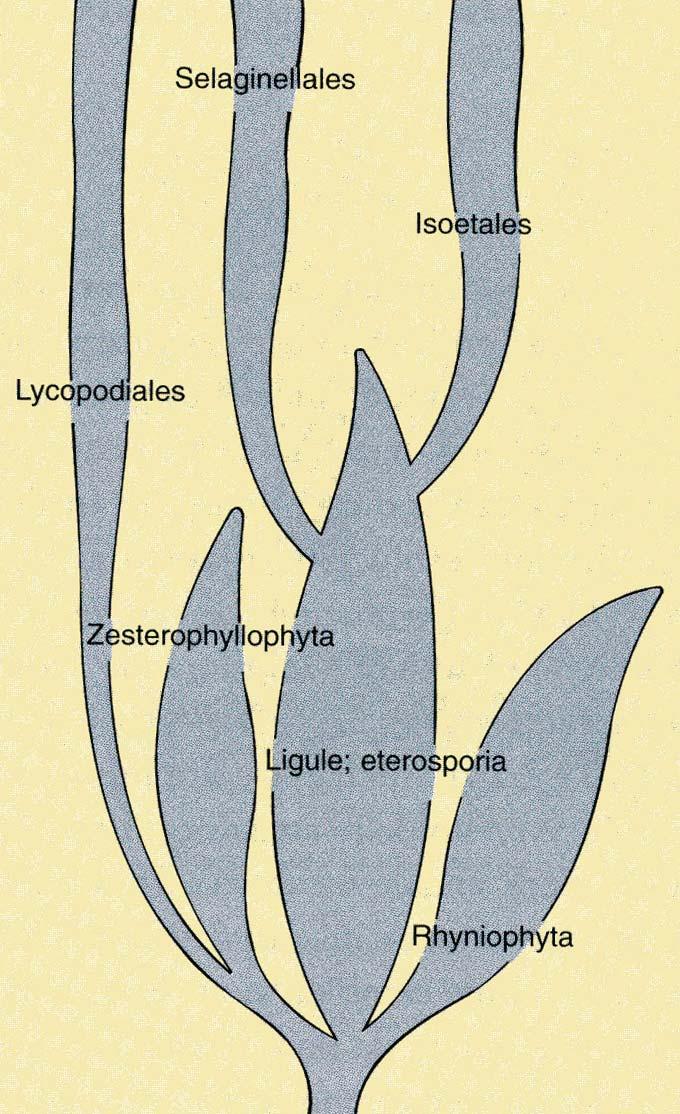 recente antico Le Lycophyta si inseriscono in una linea evolutiva distinta da quella delle prime piante terrestri. Presero forse origine da un antenato comune alle Zosterophyllophyta.