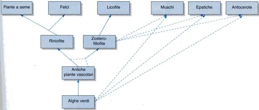 2 1 PIANTE NON VASCOLARI 1 o 2? -Non è noto se le piante non vascolari si siano originate direttamente dalle alghe verdi o da antiche piante vascolari tipo zosterofillofita o entrambe le vie.