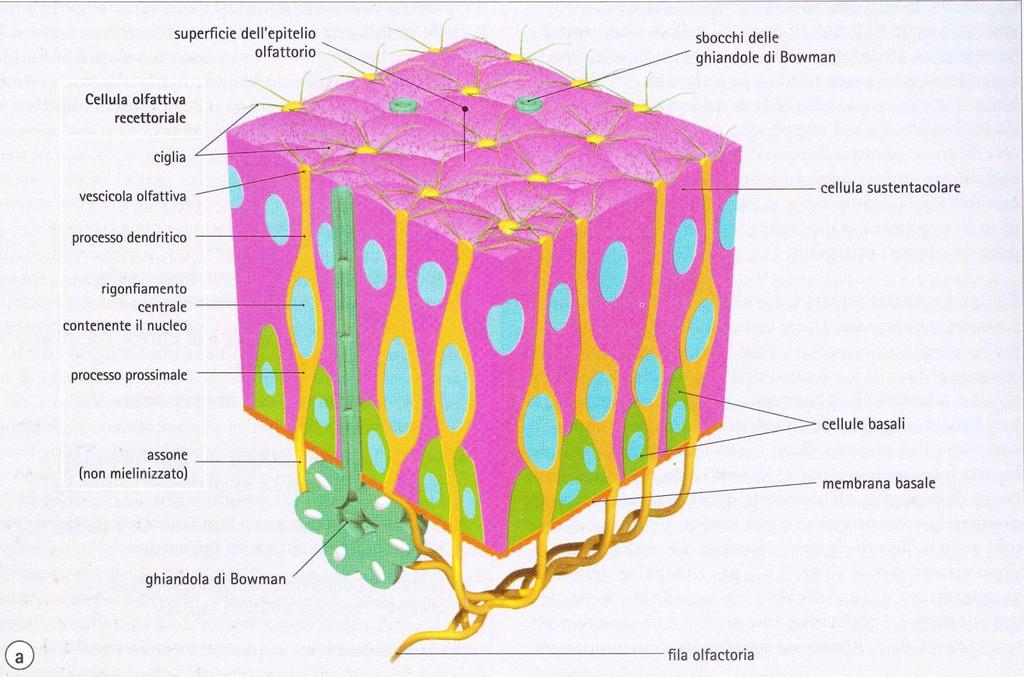 EPITELIO OLFATTIVO: cilindrico pseudostratificato 1) Cellule OLFATTIVE 2) Cellule BASALI 3) Cellule SOSTEGNO 1) Neuroni bipolari olfattive 3) Nuclei più vicini al lume Stretta base sulla LB Forma di