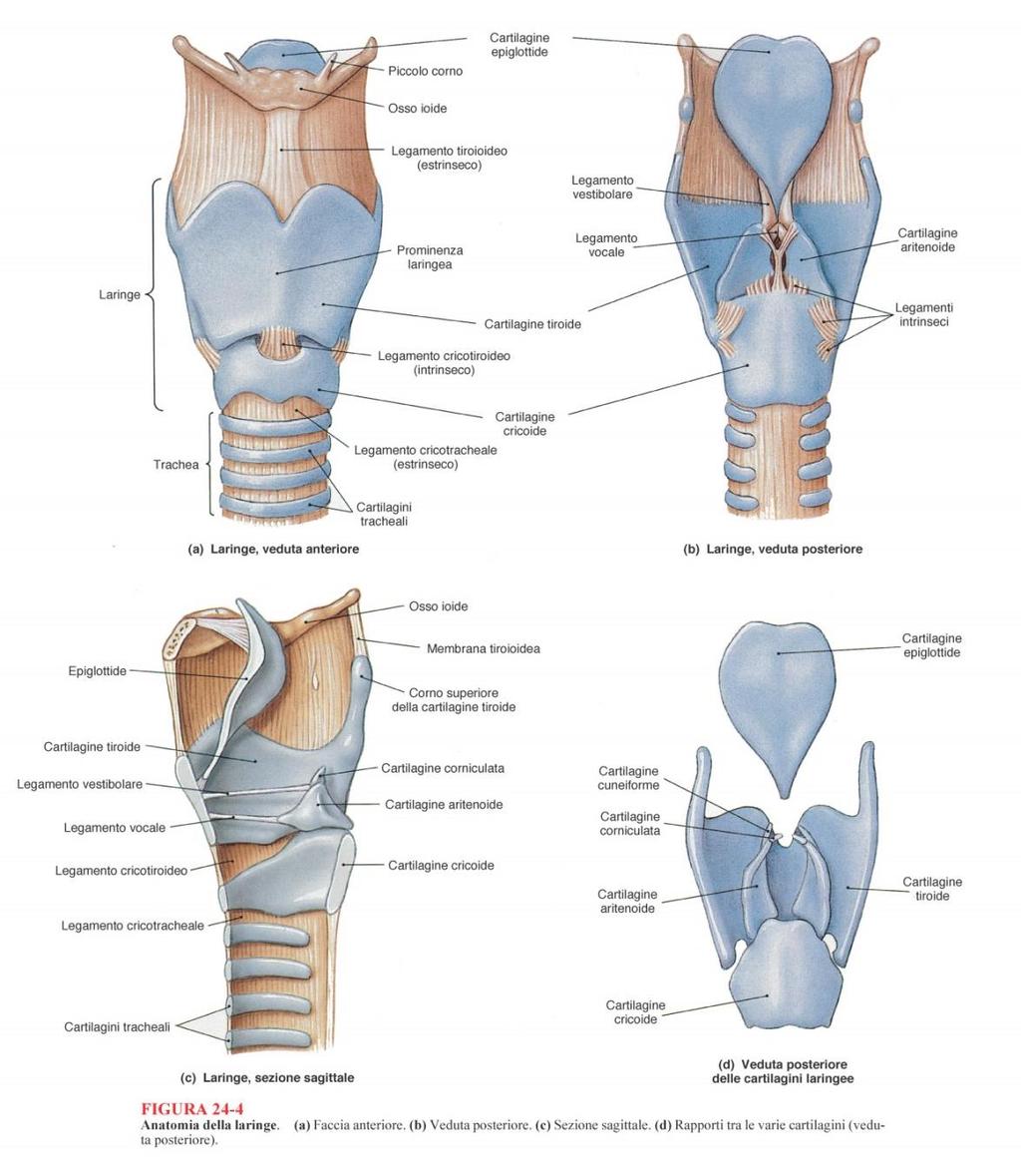 di anello posta subito sopra la trachea EPIGLOTTIDE: forma