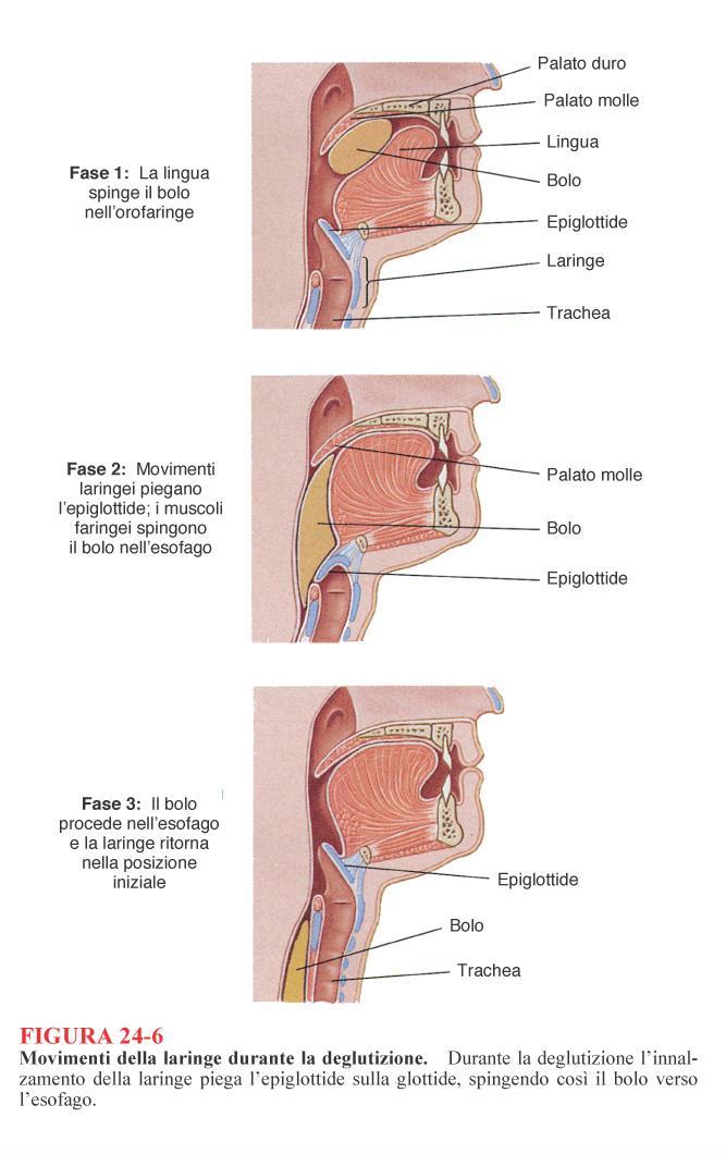 Durante la respirazione, l epiglottide è nella posizione verticale, per permettere il flusso dell aria Durante