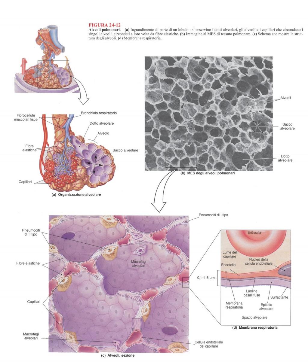 ALVEOLI: piccoli diverticoli D= 200 mm 300 milioni di alveoli nei polmoni; area totale di scambio 140 mq PARETE DELL ALVEOLO 1.