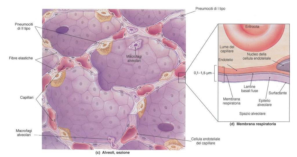 MEMBRANA RESPIRATORIA (barriera sangue-aria): Regione dell alveolo dove avvengono gli scambi respiratori (endotelio capillare in stretto contatto con l epitelio alveolare) In particolare: - epitelio