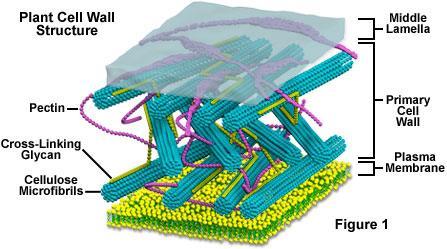 PARETE CELLULARE Funzioni della parete cellulare Determinante delle strategie di sviluppo dell organismo Controllo della crescita e della forma della cellula vegetale Determinante della funzione in