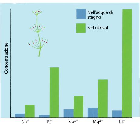 Concentrazione intracellulare dei soluti Le caratteristiche semipermeabili delle membrane biologiche fanno in modo che, una volta entrati mediante trasporto attivo, i soluti (ioni, molecole